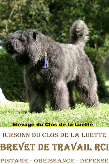 IURSONN du Clos de la Luette © Elevage du clos de la Luette Copyrigth depose